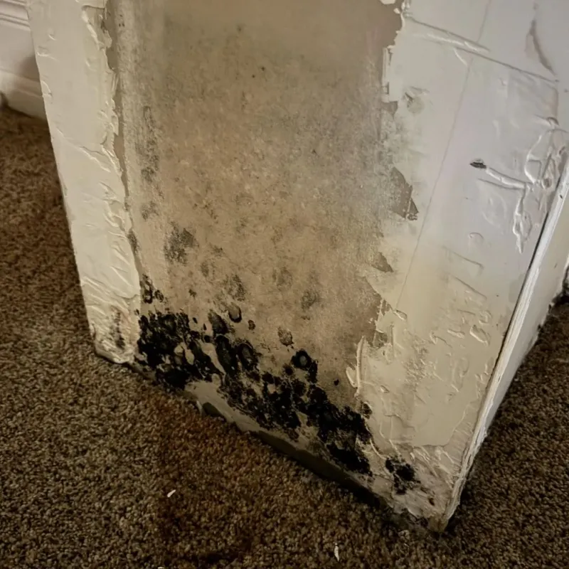 Professional Mold Removal in Willowbrook, CA